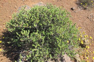 Ruschia punctulata, photographed by James Deacon