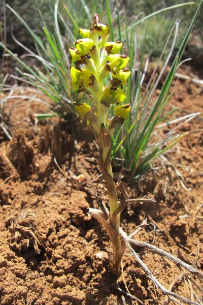 Corycium deflexum, photographed by James Deacon
