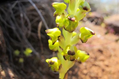 Corycium deflexum, photographed by James Deacon
