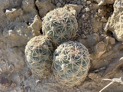 Sclerocactus mesae-verdae, photographed by Bobby McCabe