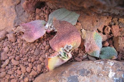 Massonia bakeriana, photographed by James Deacon