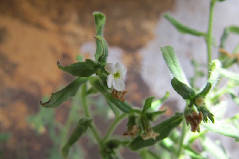 Lithospermum scabrum, photographed by James Deacon