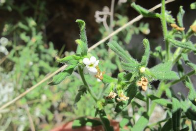 Lithospermum scabrum, photographed by James Deacon