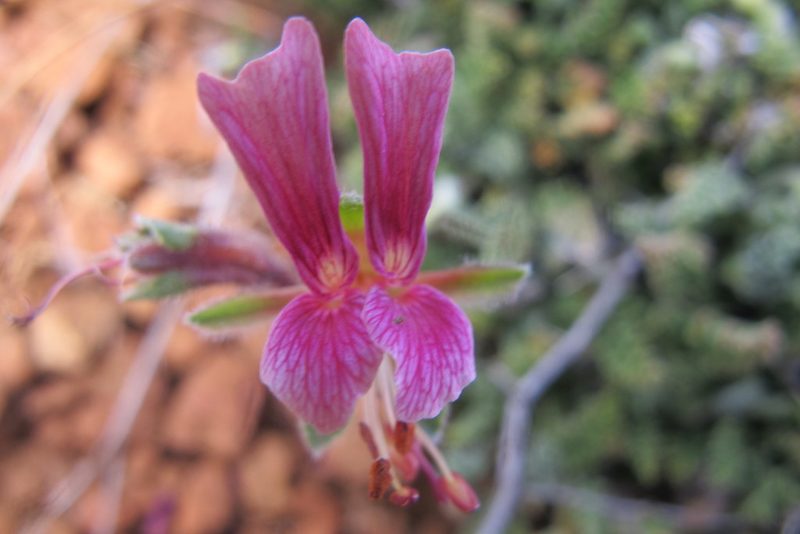 Pelargonium griseum, photographed by James Deacon