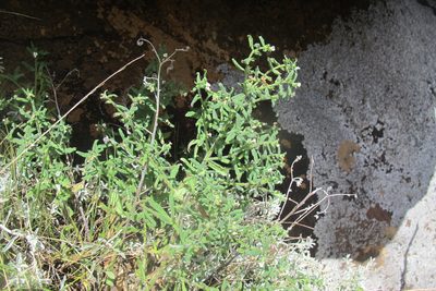 Lithospermum scabrum, photographed by James Deacon