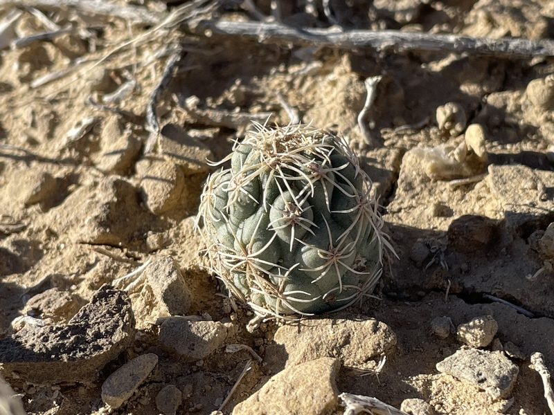 Sclerocactus mesae-verdae, photographed by Bobby McCabe