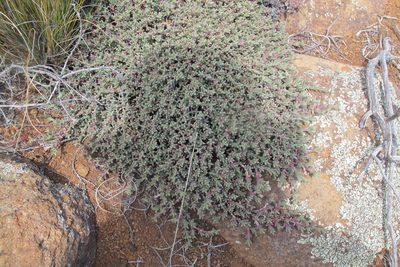Ruschia punctulata, photographed by James Deacon