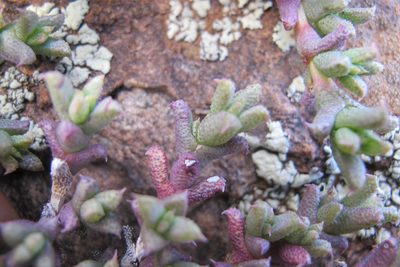 Ruschia punctulata, photographed by James Deacon
