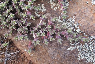 Ruschia punctulata, photographed by James Deacon