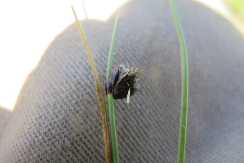 Isolepis diabolica, photographed by James Deacon