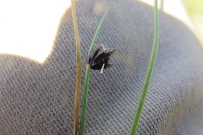 Isolepis diabolica, photographed by James Deacon