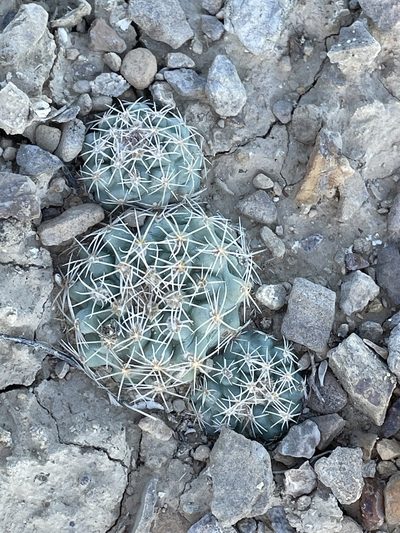 Sclerocactus mesae-verdae, photographed by Bobby McCabe