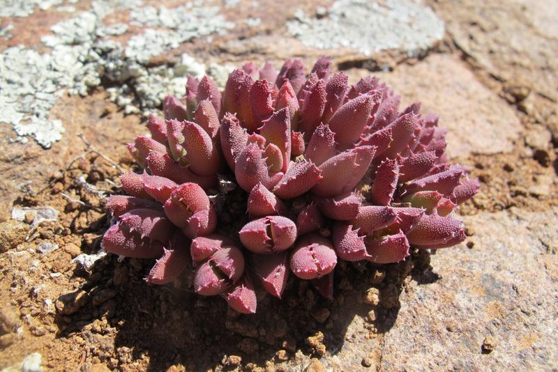 Stomatium murinum, photographed by James Deacon