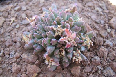 Stomatium murinum, photographed by James Deacon