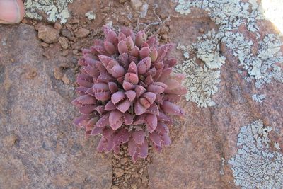 Stomatium murinum, photographed by James Deacon