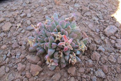Stomatium murinum, photographed by James Deacon