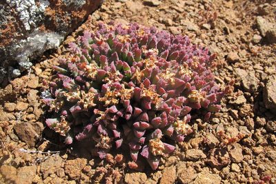 Stomatium murinum, photographed by James Deacon