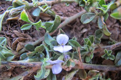 Psoralea candicans, photographed by James Deacon