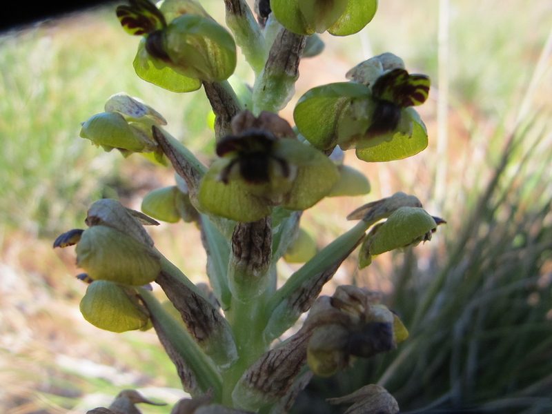 Pterygodium hallii, photographed by James Deacon