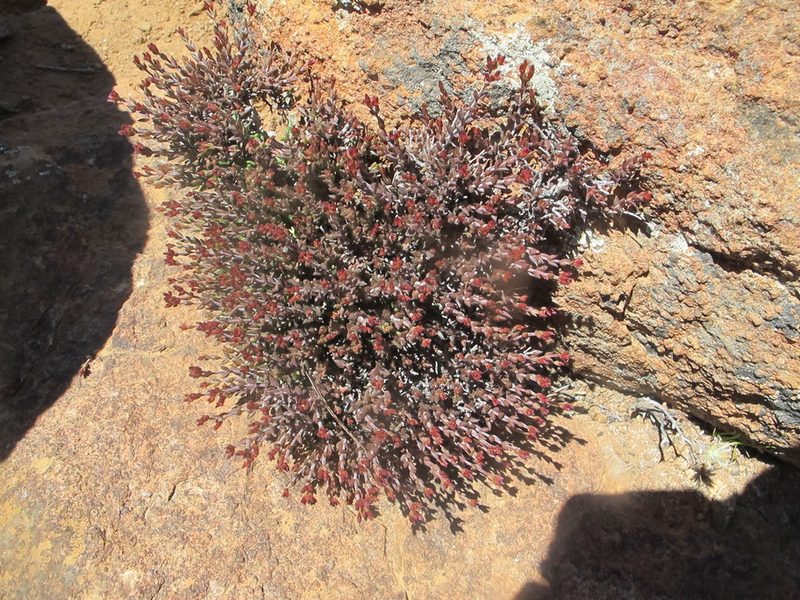Crassula muricata, photographed by James Deacon