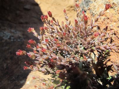 Crassula muricata, photographed by James Deacon