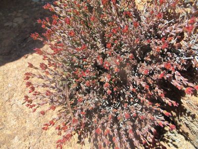 Crassula muricata, photographed by James Deacon