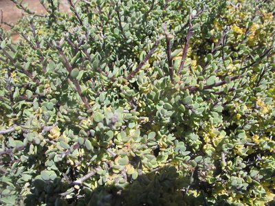 Othonna pteronioides, photographed by James Deacon