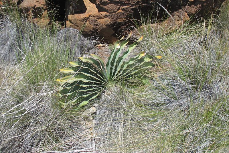 Boophone haemanthoides, photographed by James Deacon