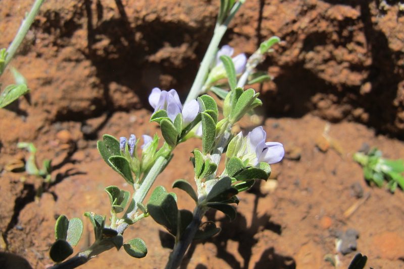 Psoralea candicans, photographed by James Deacon