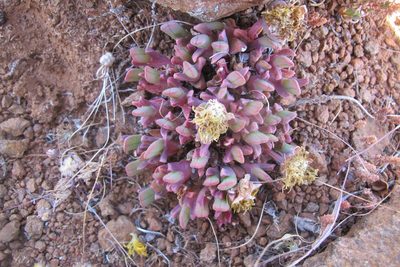 Cheiridopsis namaquensis, photographed by James Deacon