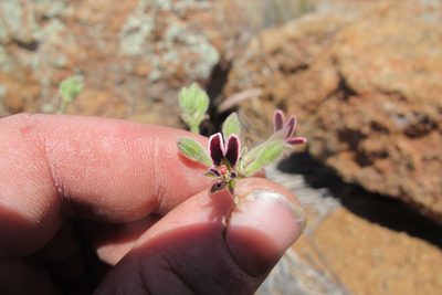 Pelargonium pilosellifolium, photographed by James Deacon