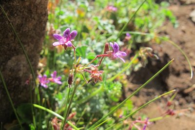 Pelargonium columbinum, photographed by James Deacon
