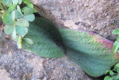 Massonia bakeriana, photographed by James Deacon