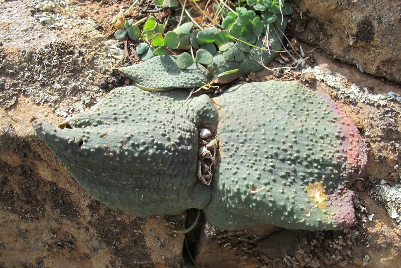 Massonia bakeriana, photographed by James Deacon