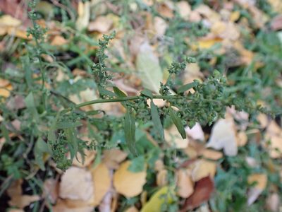 Atriplex patula, photographed by Tikhon Pshenitsyn