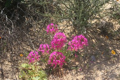 Pelargonium incrassatum, photographed by flamelily