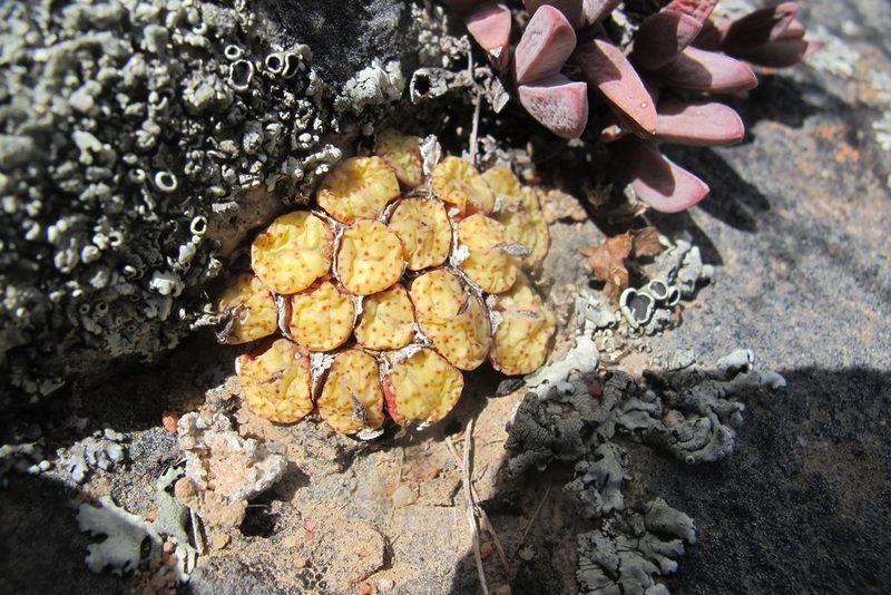 Conophytum obcordellum, photographed by James Deacon