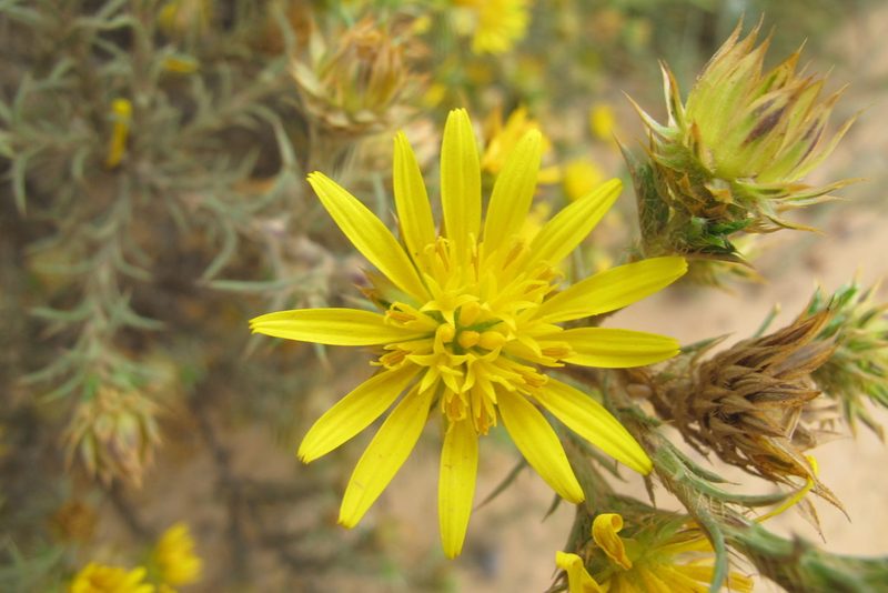 Cullumia bisulca, photographed by James Deacon