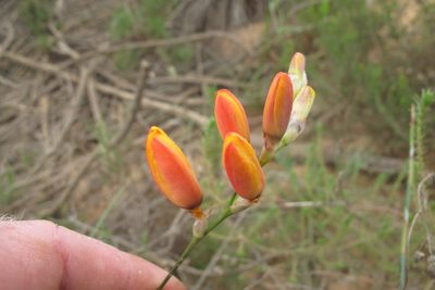 Ixia calendulacea, photographed by James Deacon