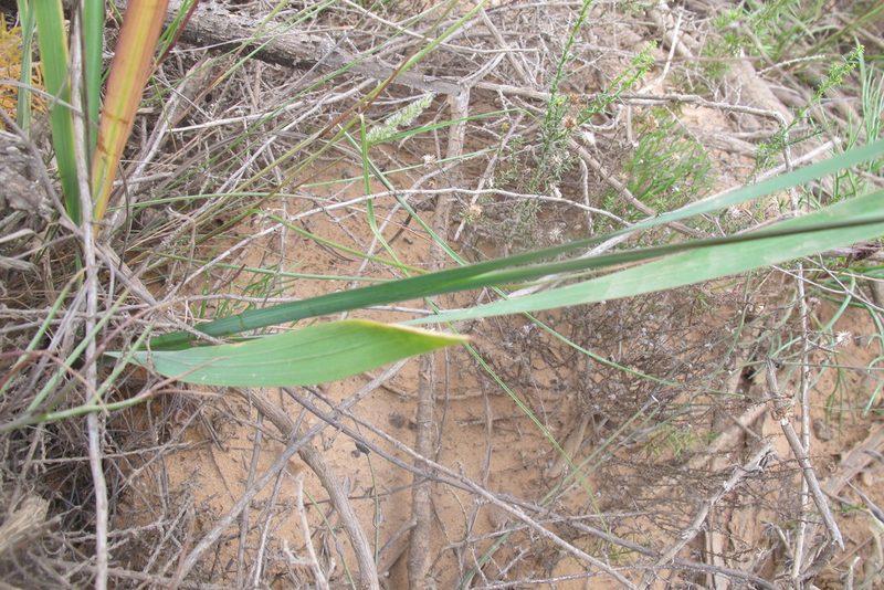 Ixia calendulacea, photographed by James Deacon