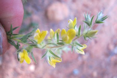 Aspalathus heterophylla, photographed by James Deacon