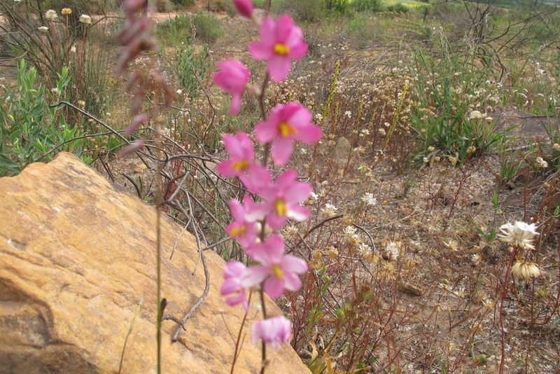 Ixia scillaris, photographed by James Deacon