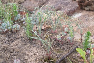 Gethyllis verticillata, photographed by James Deacon