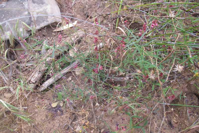 Indigofera venusta, photographed by James Deacon