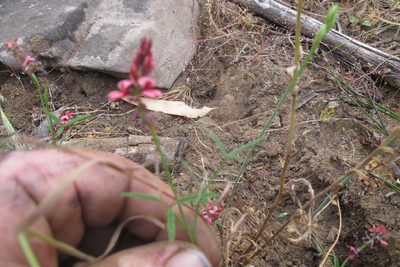 Indigofera venusta, photographed by James Deacon