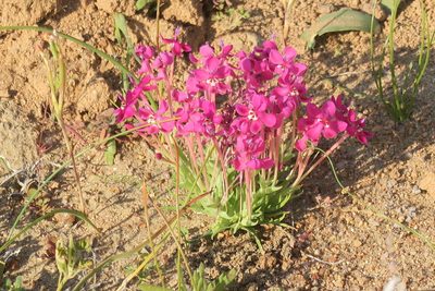 Lapeirousia silenoides, photographed by flamelily