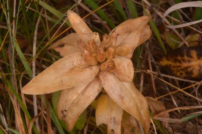 Gentiana cruciata, photographed by Eugene Popov