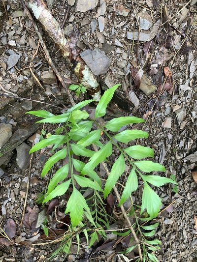 Asplenium falcatum, photographed by 呂一起(Lyu yi-chi)