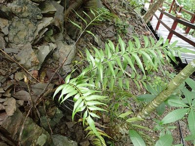 Asplenium falcatum, photographed by 呂一起(Lyu yi-chi)