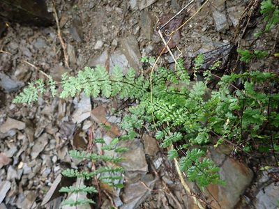 Aleuritopteris chusana, photographed by 呂一起(Lyu yi-chi)